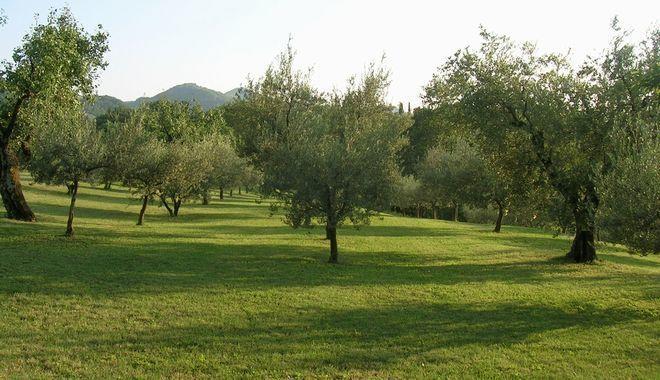 Villa Il Cigno Бризигелла Экстерьер фото